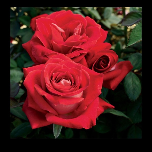 Meet your Posher, Martese - Picture 1 of 2